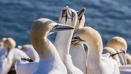 俄联邦安全局拘留一女子：以拍摄游泳者为由拍下舰艇照片，为乌克兰提供情报