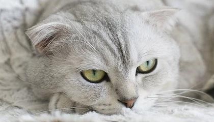 俄联邦安全局拘留一女子：以拍摄游泳者为由拍下舰艇照片，为乌克兰提供情报