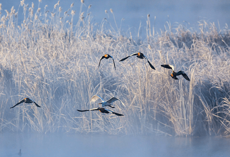 今日大雪:仲冬时节开始 北方降雪增多寒彻骨 南方降雨为主