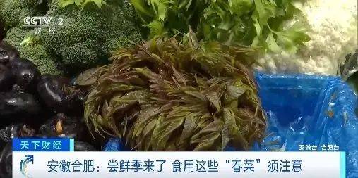 头茬香椿已经上市！240元/公斤，上架就被抢光！“一天一个价”