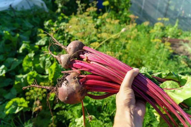 白糖也要被“卡脖子”了？