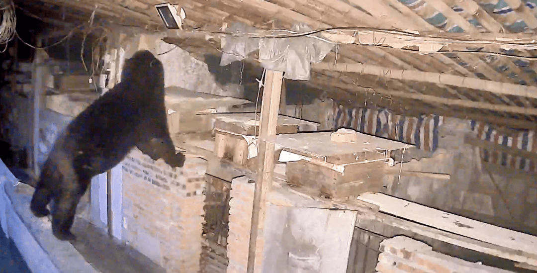 熟练得让人惊讶！四川一黑熊连续3年进村偷蜂蜜，藏哪都找得到