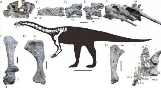 云南武定发现东亚最早的蜥脚型类恐龙