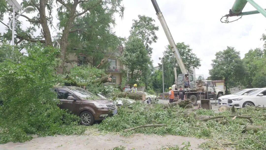 贵阳一700年古树砸扁“宝马”，现场惨不忍睹，林业局：车主他也有错