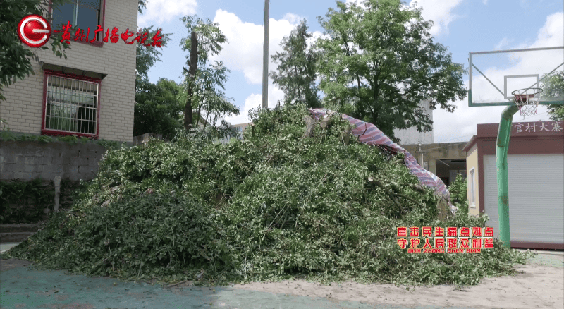 贵阳一700年古树砸扁“宝马”，现场惨不忍睹，林业局：车主他也有错