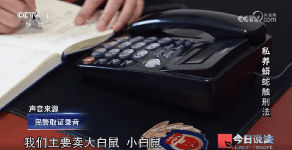 浙江男子在家里养300多条蟒蛇，涉案3000万，抓蛇现场，民警直呼毛骨悚然；男子：太痴迷了，感觉自己在造物