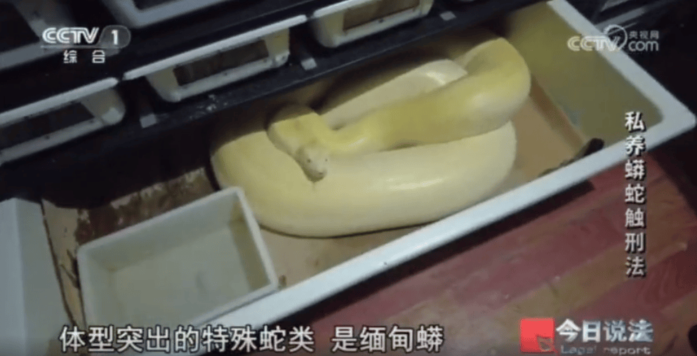 浙江男子在家里养300多条蟒蛇，涉案3000万，抓蛇现场，民警直呼毛骨悚然；男子：太痴迷了，感觉自己在造物