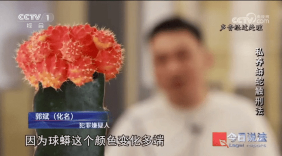 浙江男子在家里养300多条蟒蛇，涉案3000万，抓蛇现场，民警直呼毛骨悚然；男子：太痴迷了，感觉自己在造物