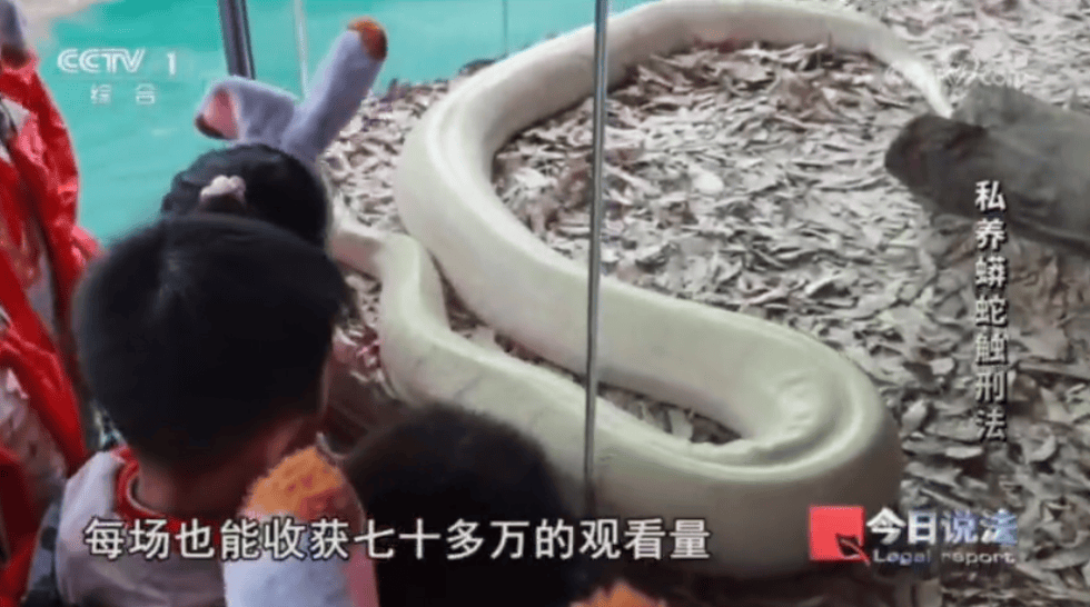 浙江男子在家里养300多条蟒蛇，涉案3000万，抓蛇现场，民警直呼毛骨悚然；男子：太痴迷了，感觉自己在造物