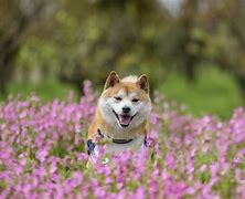 shib万倍币(kishu万倍币)