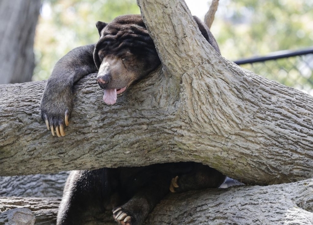 ZOOOO(zoooooo进化大作战)