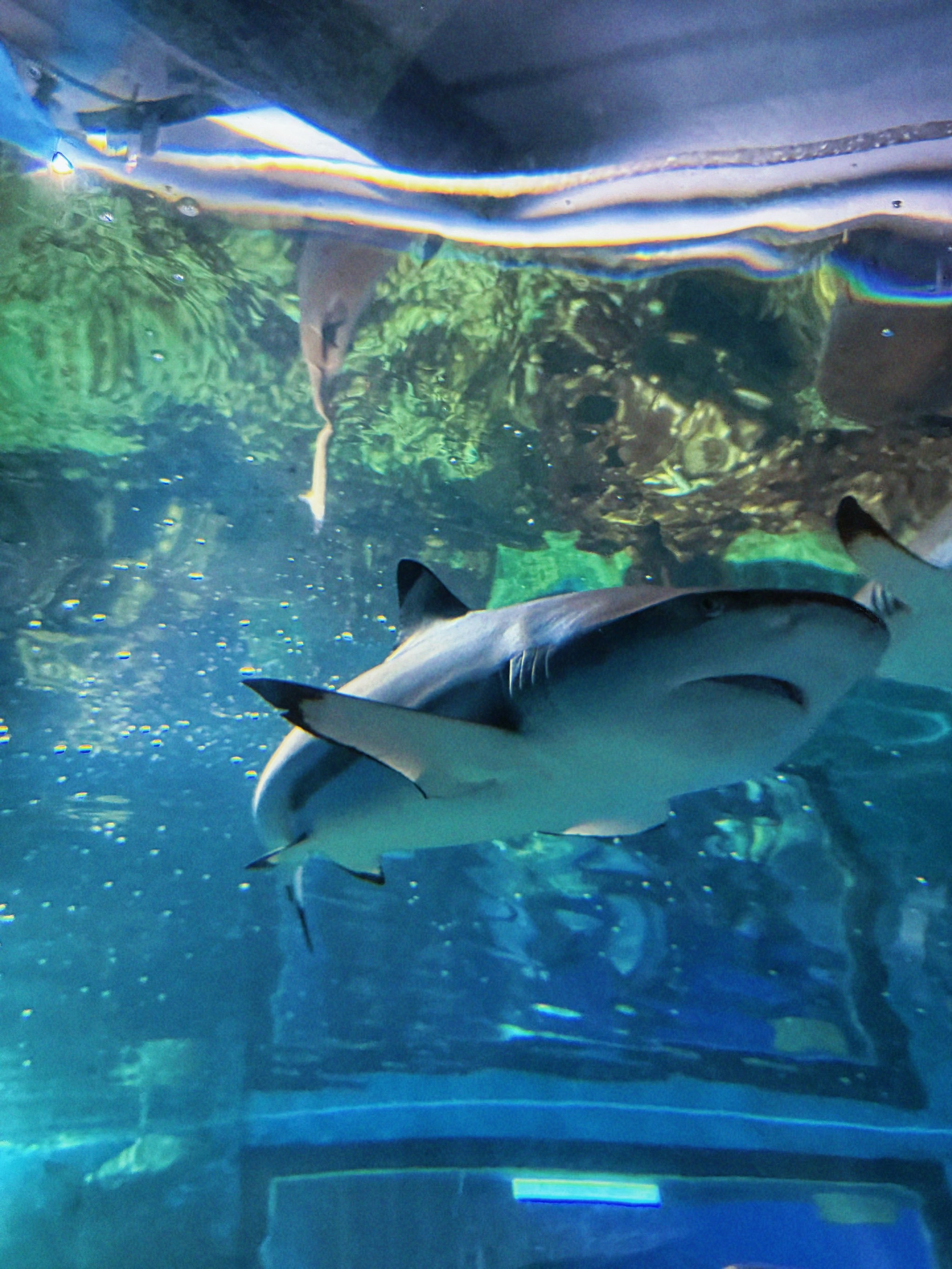 PKEX(boxex交易所)